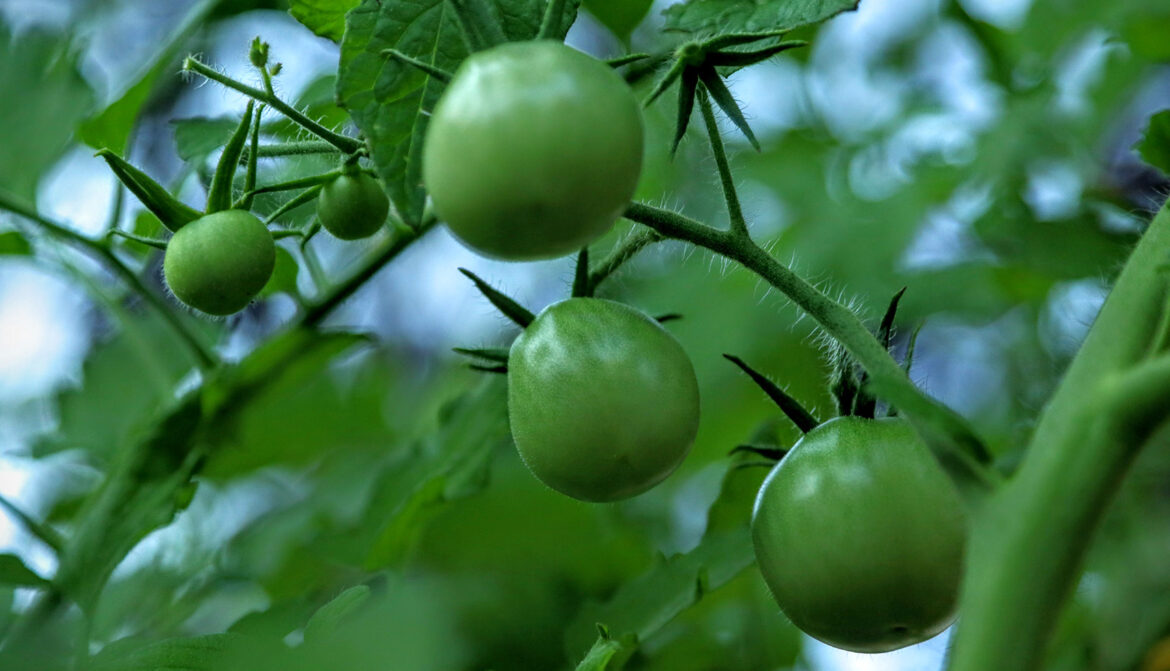 The Mountain Gardener | Veggies in the Shade – Press Banner The Mountain Gardener | Veggies in the Shade - Press Banner