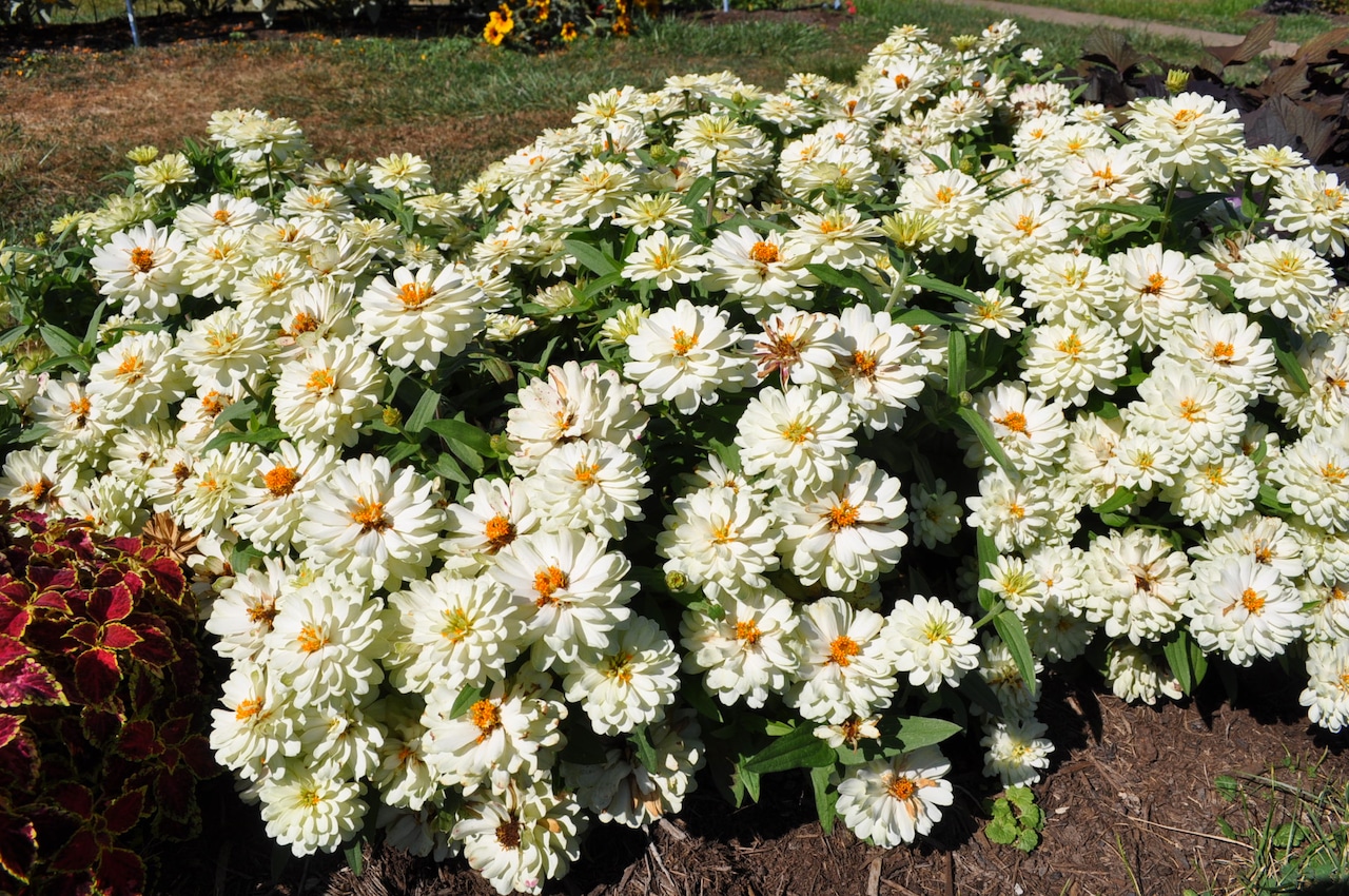 Zinnia Profusion Double White