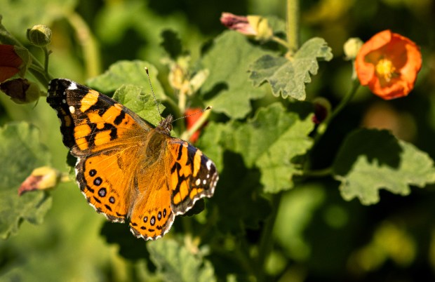 A Vanessa annabella butterfly lands on a Sphaeralcea ambigua, 'Desert globemallow' in Kim Nielsen-Glynn's Petaluma home garden, part of the Sonoma County Water Authority's Eco-Friendly Garden Tour on May 9, 2026. Photo taken Wednesday, April 8, 2026 in Petaluma. (John Burgess/The Press Democrat)
