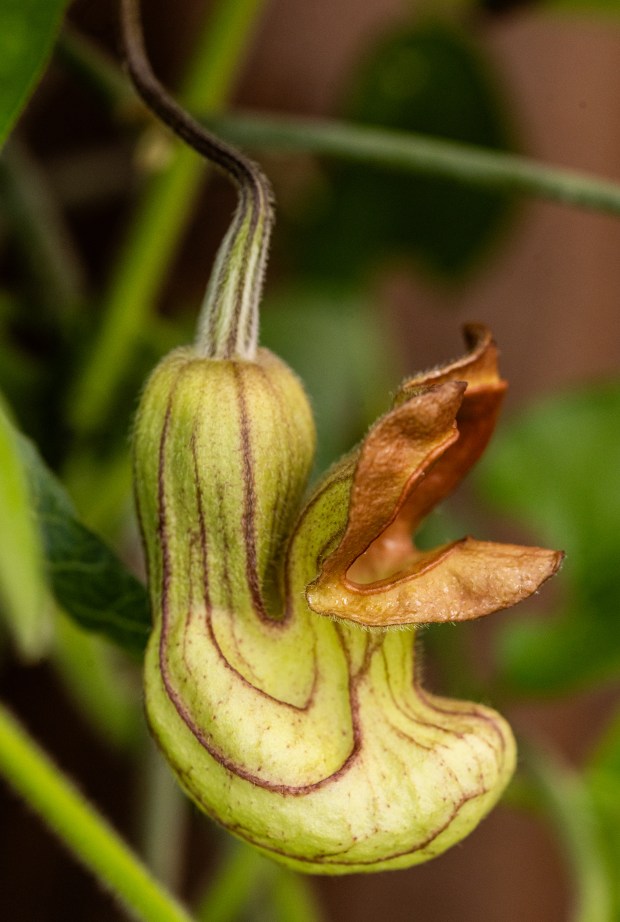 The California Pipeline Swallowtail butterfly lay their eggs exclusively on the California pipevine, Aristolochia californica, grown in Kim Nielsen-Glynn's Petaluma home garden Wednesday, April 8, 2026 in Petaluma. The plant is named after the Holmes'-like pipe shape of the flowers. (John Burgess/The Press Democrat)