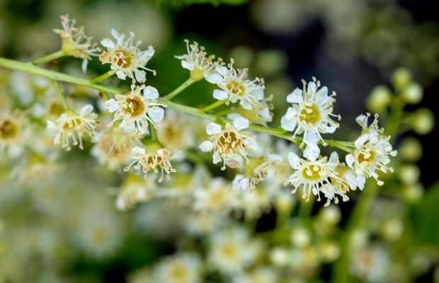 Flowering Prunus illicifolia in Kim Nielsen-Glynn's Petaluma home garden, part of the Sonoma County Water Authority's Eco-Friendly Garden Tour on May 9th, 2026. Photo taken Wednesday, April 8, 2026 in Petaluma. (John Burgess/The Press Democrat)