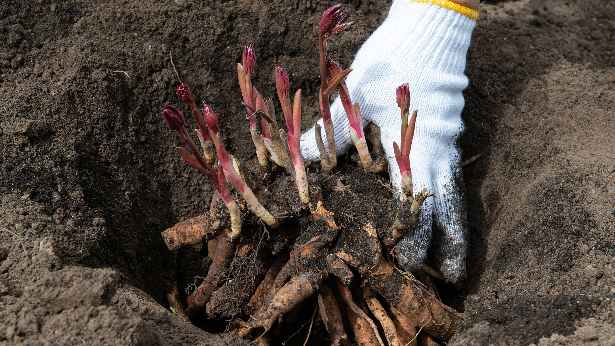 Peony root