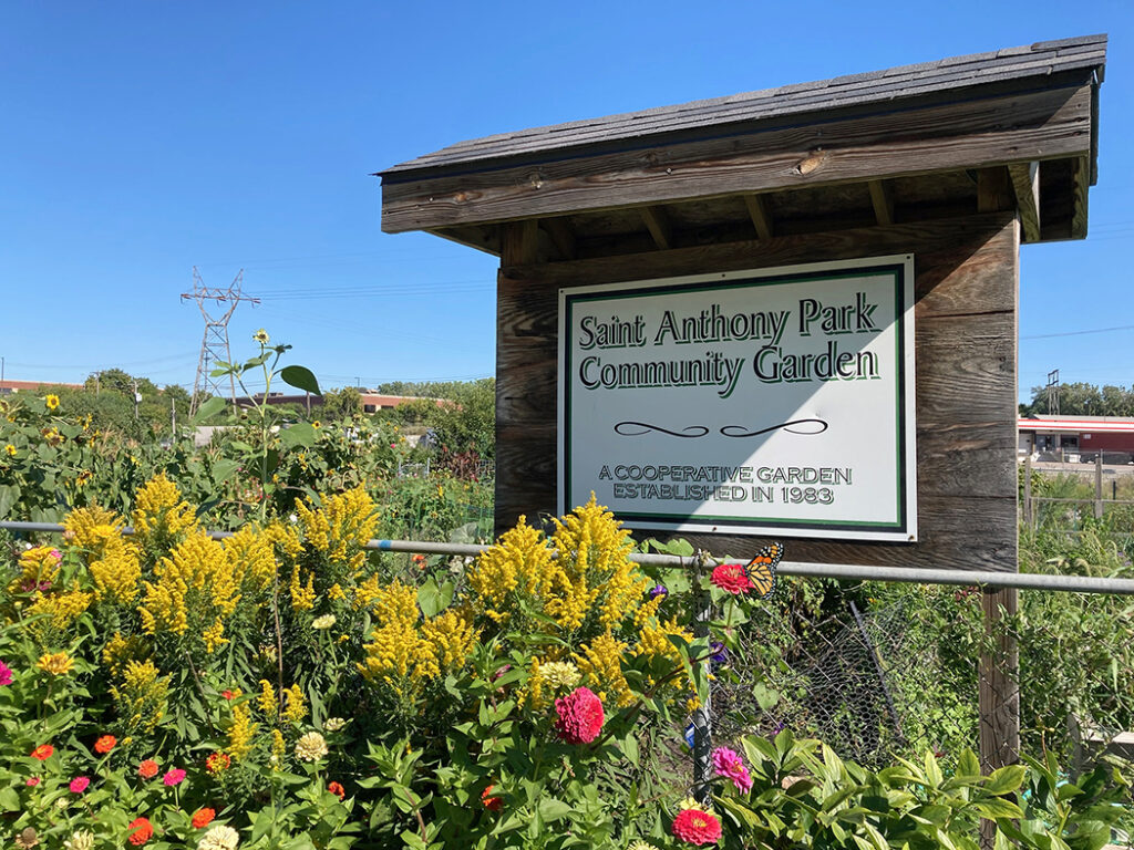 Community garden blooming – Park Bugle The St. Anthony Park Community Garden has been located on Robbins Street west of Raymond Avenue for more than 40 years.