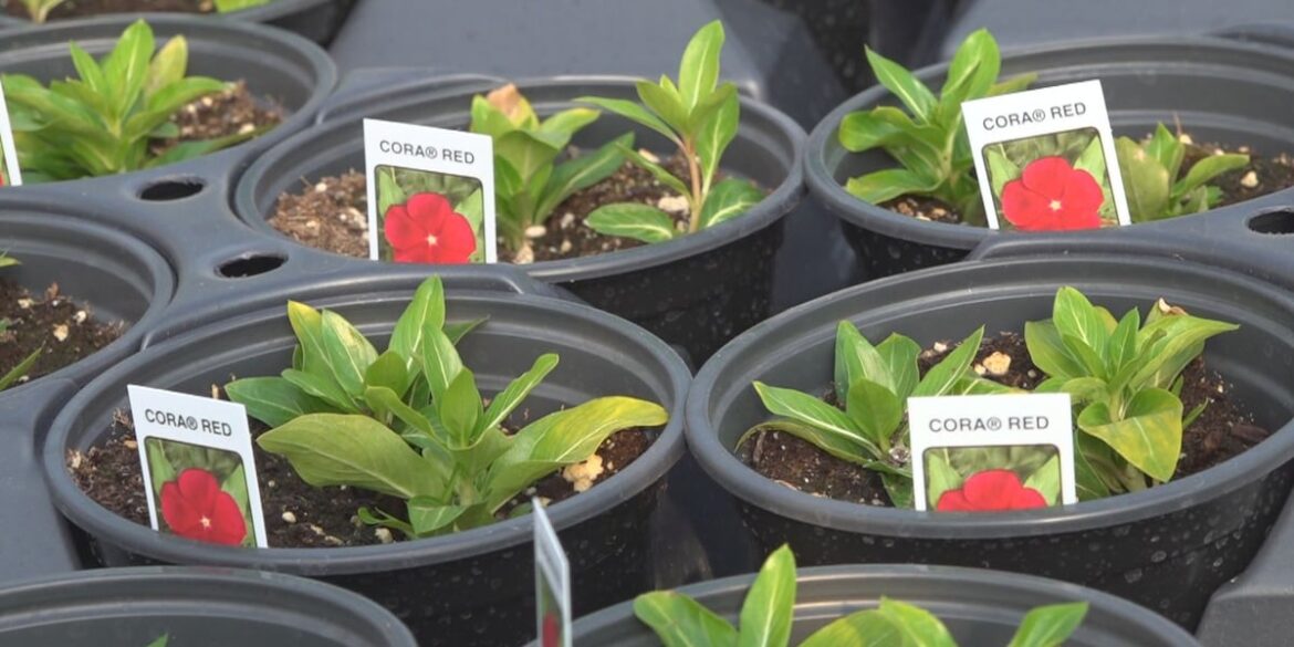 Annual event features gardening workshops, plant giveaways and local vendors Annual event features gardening workshops, plant giveaways and local vendors