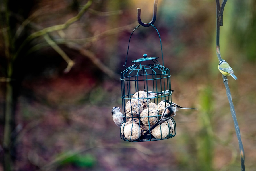 The RSPB Big Garden Birdwatch Results 2026 The RSPB Big Garden Birdwatch Results 2026