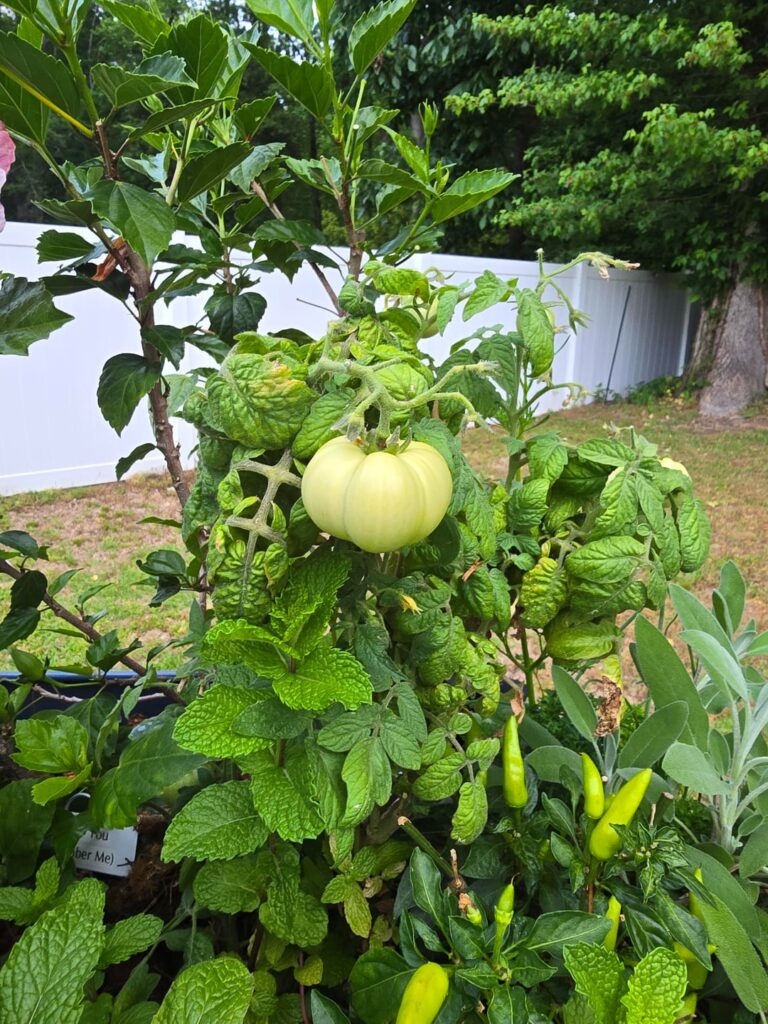 This is my victory garden