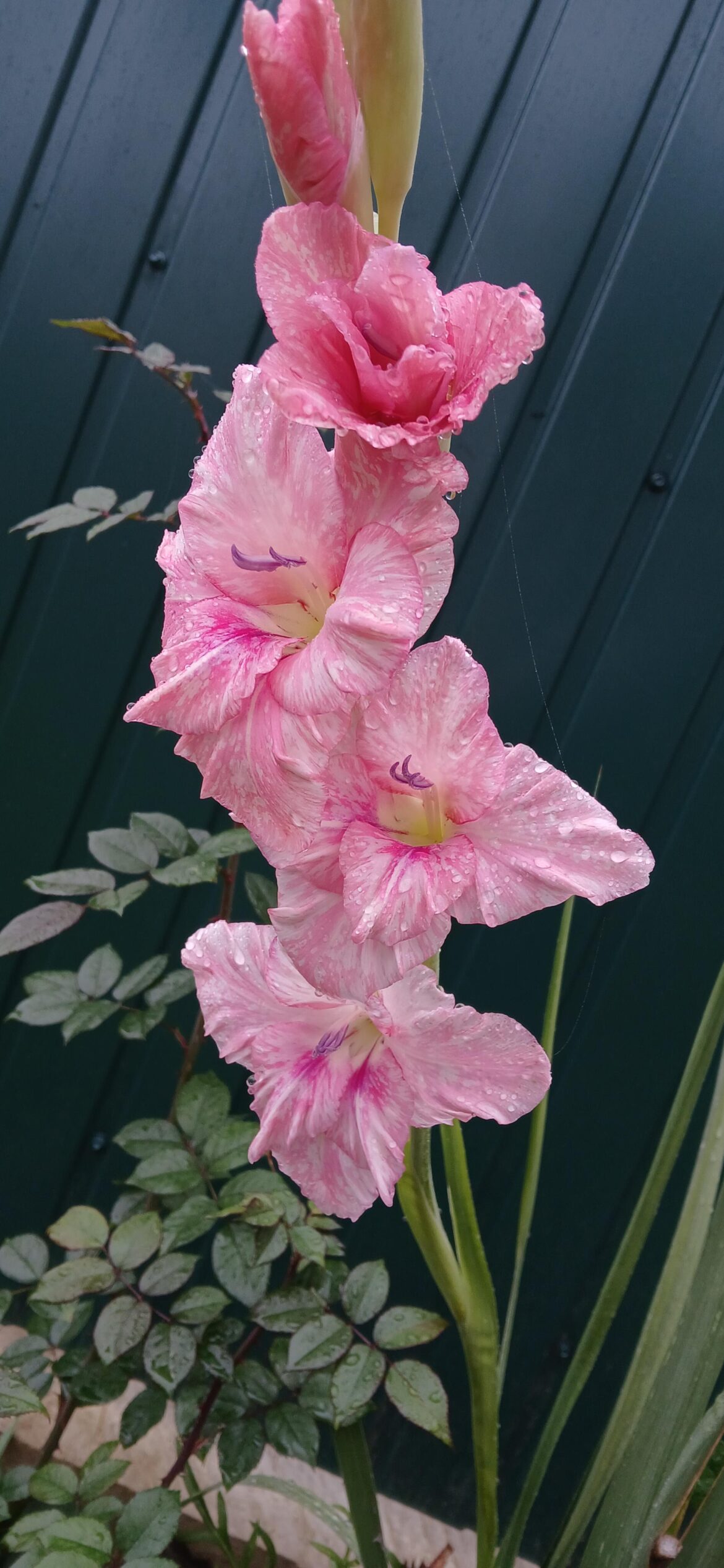 This is the first time I've seen such beauty. Does it have a name?