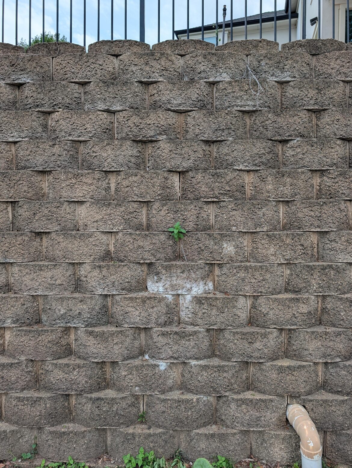 This is why you don't plant mint in the ground
