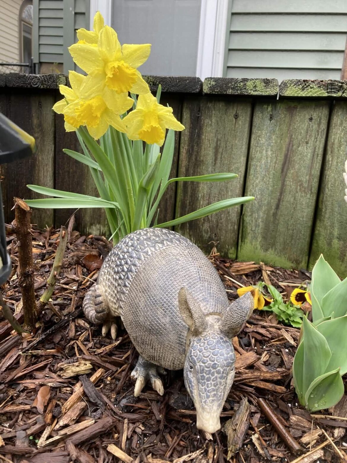 This my Daffodillo.