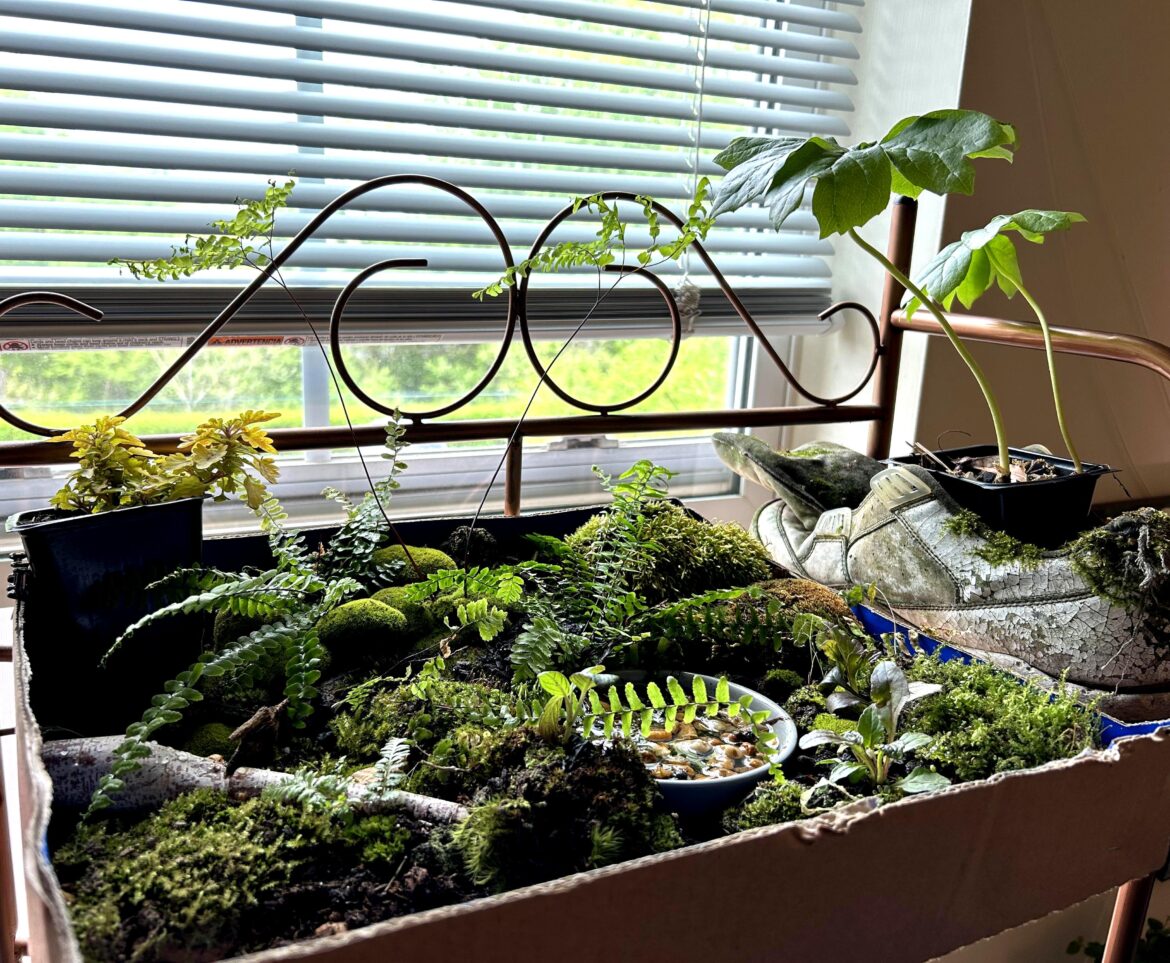 My forest in a tray