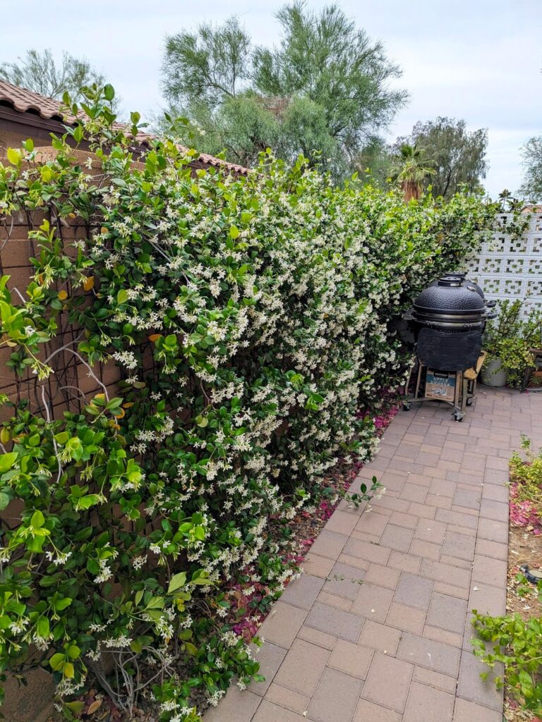 Trellised star jasmine in full bloom