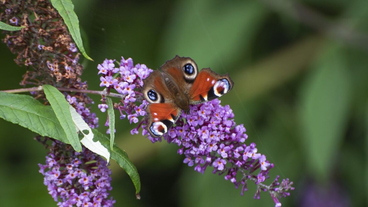 The Only Plant You Need to Attract Butterflies This Summer Butterfly bush, or buddleia, with purple blooms and a butterfly in spring