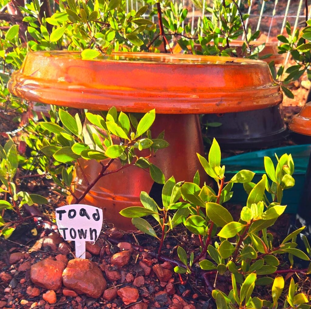 Trying to attract toads to my garden.