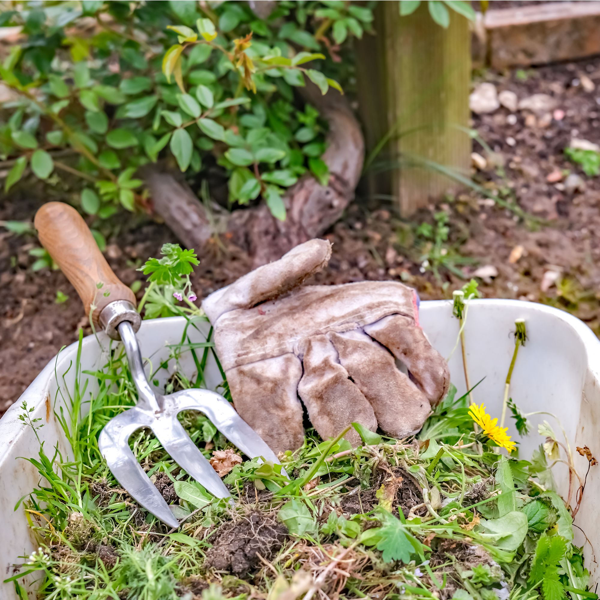 Garden weeds in a plastic tub with gardening glove and fork in a rural garden