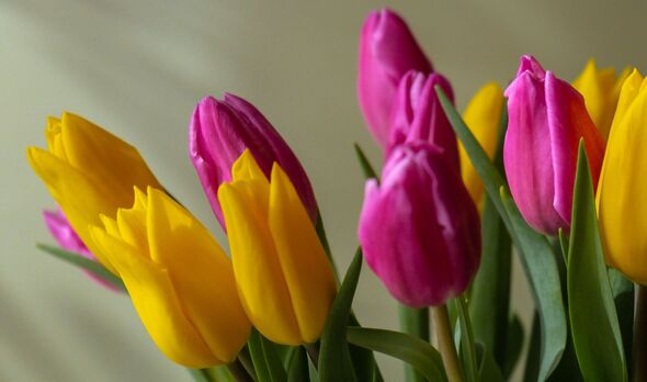 Bouquet of colorful tulips in vase