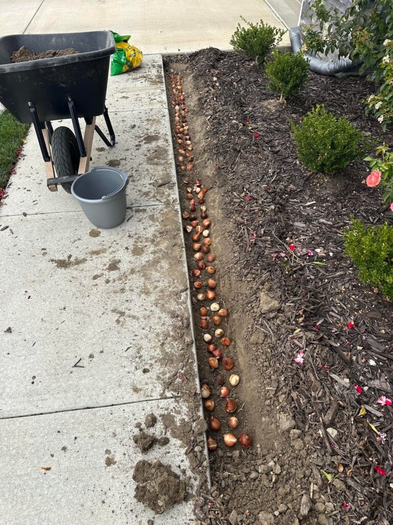 Tulips!!