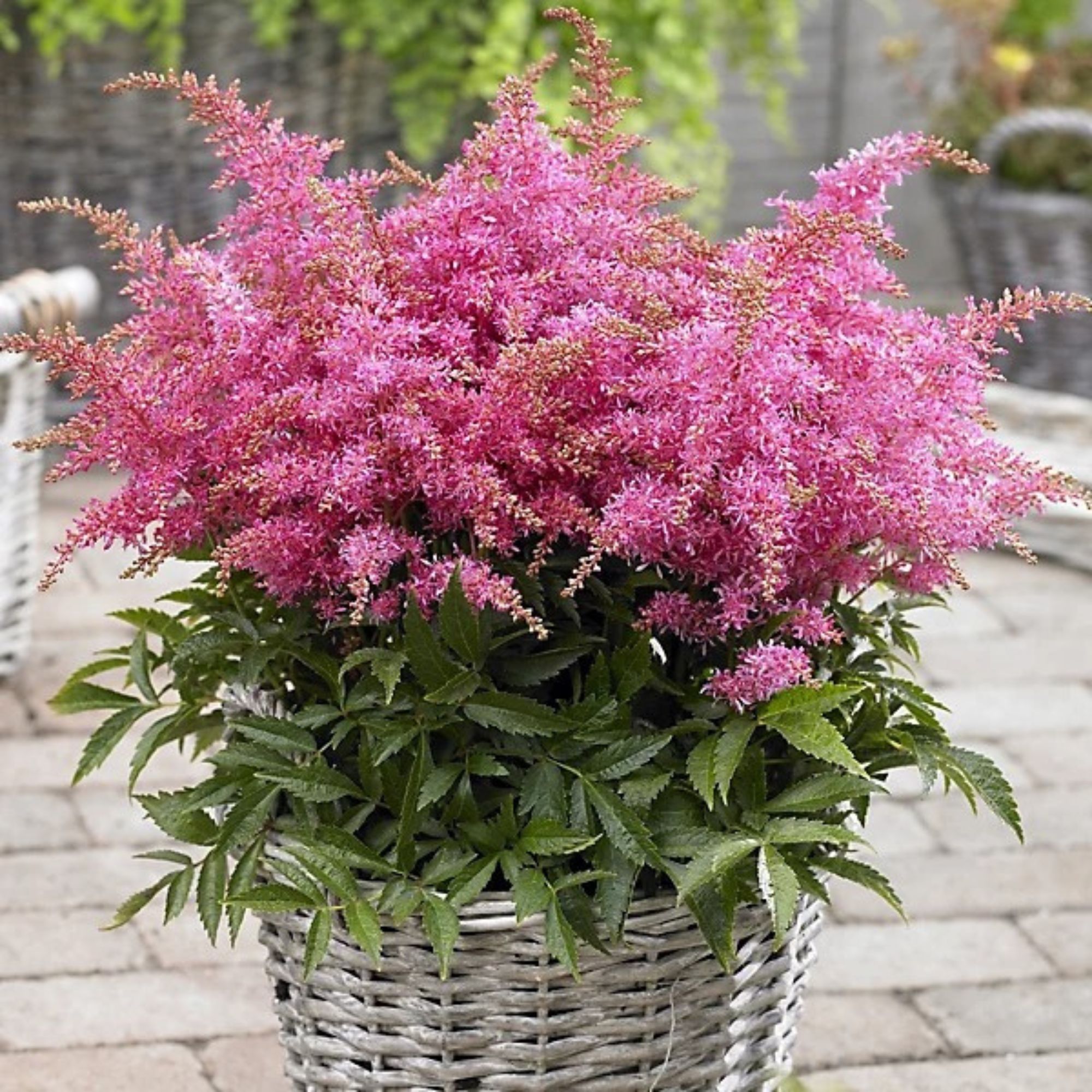 pink astilbe
