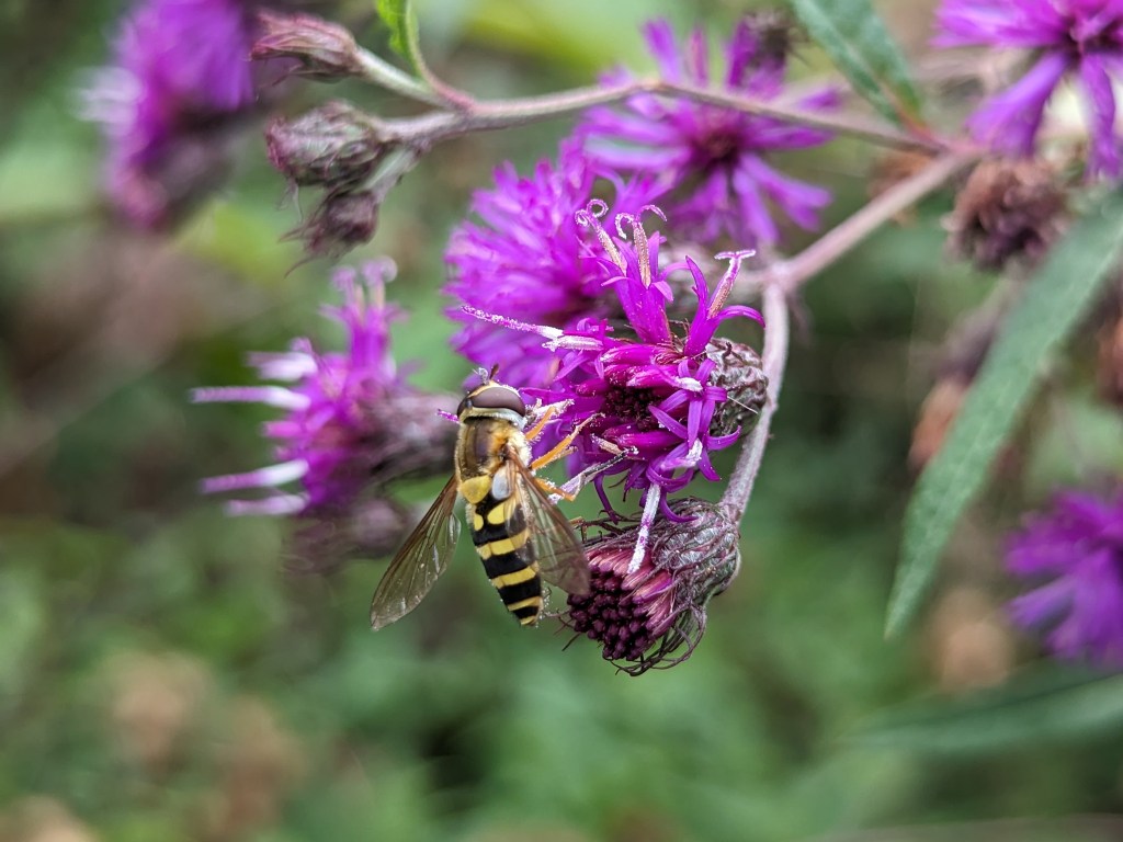 Garden Q&A: What supports lesser-known pollinators? – Baltimore Sun Garden Q&A: What supports lesser-known pollinators? – Baltimore Sun