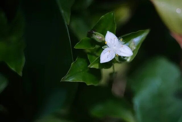 Tradescantia - another plant that's often at homes - is tolerant of dense shade, severe damage and grazing, wet, most soil types and high to low temperature, according to Weedbusters' website. Photo / Unsplash