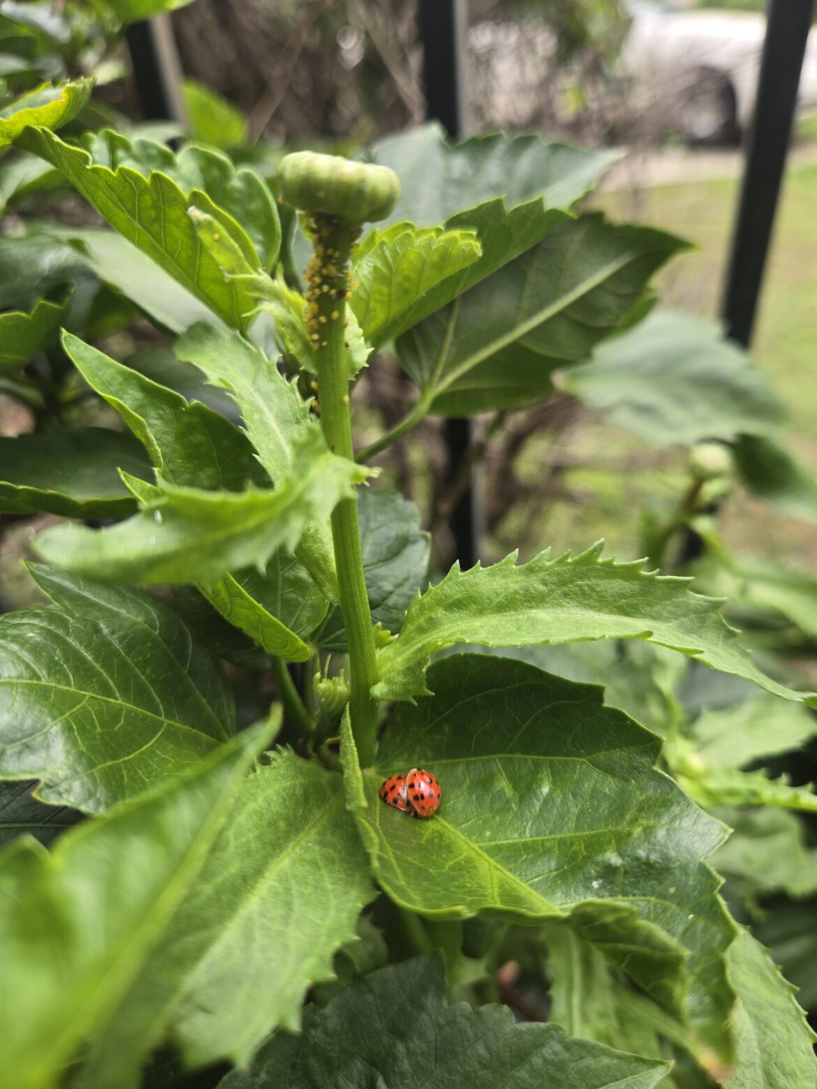 Under the aphids they were hired to eat!