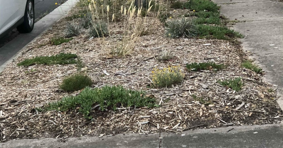 Interest blooming in nature strip gardens