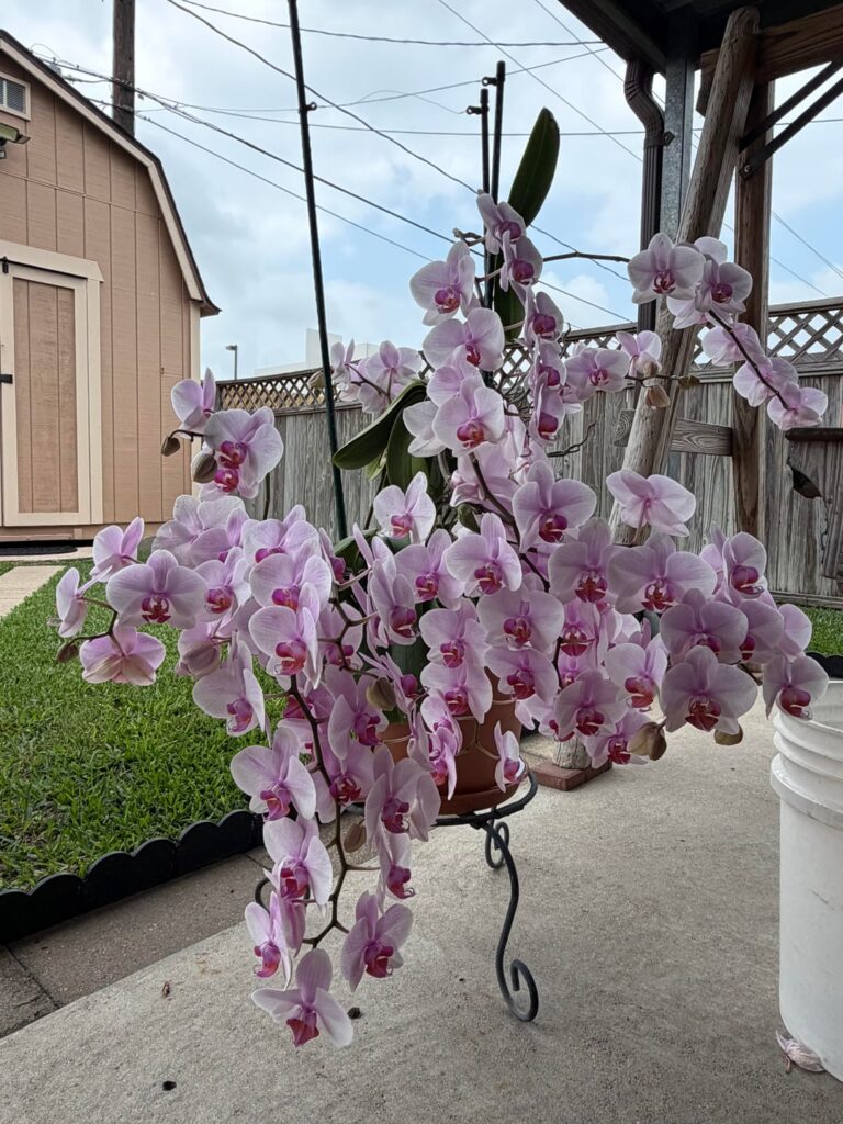 Update: My dad’s orchid is now *really* showing off