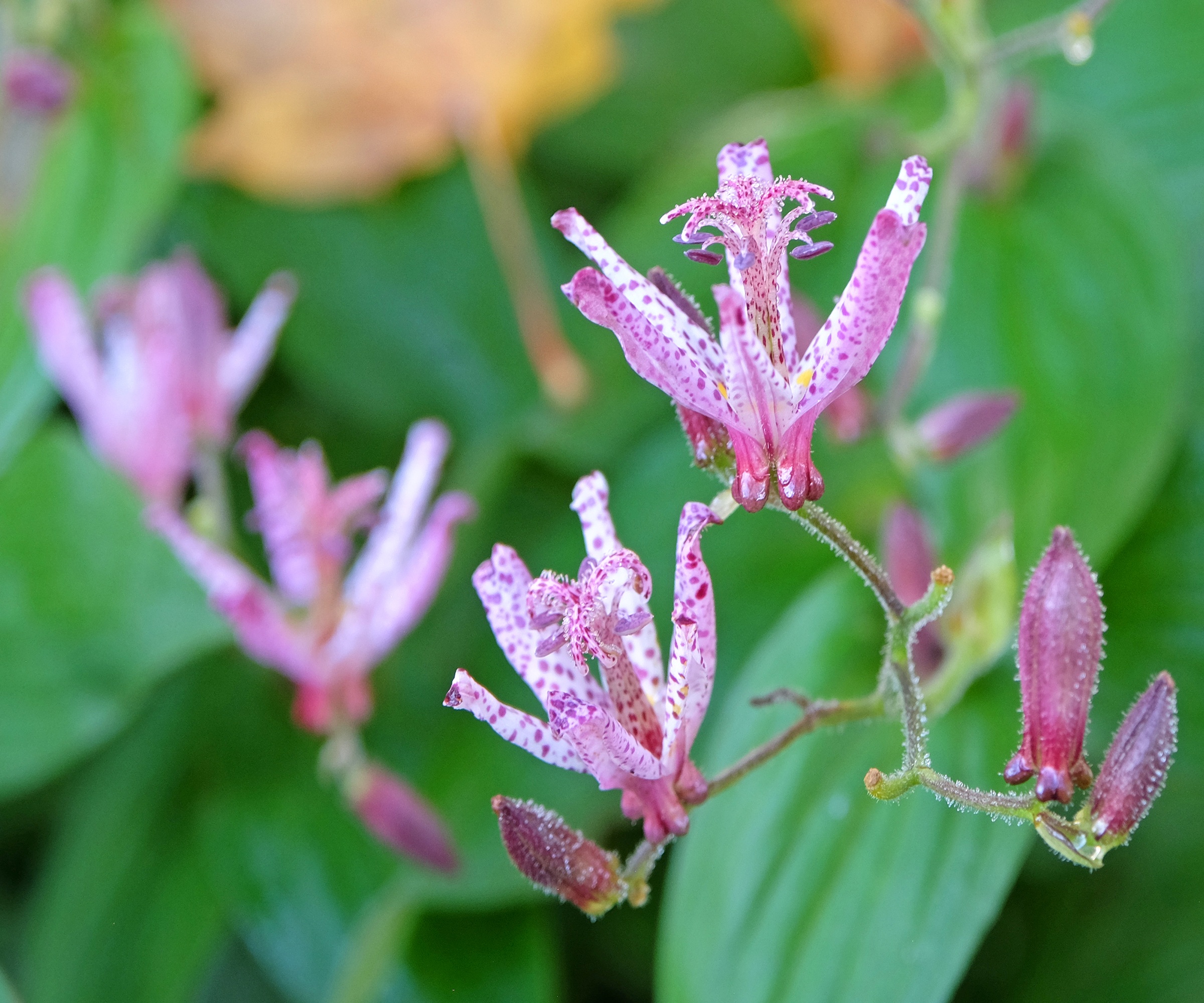 Tricyrtis,