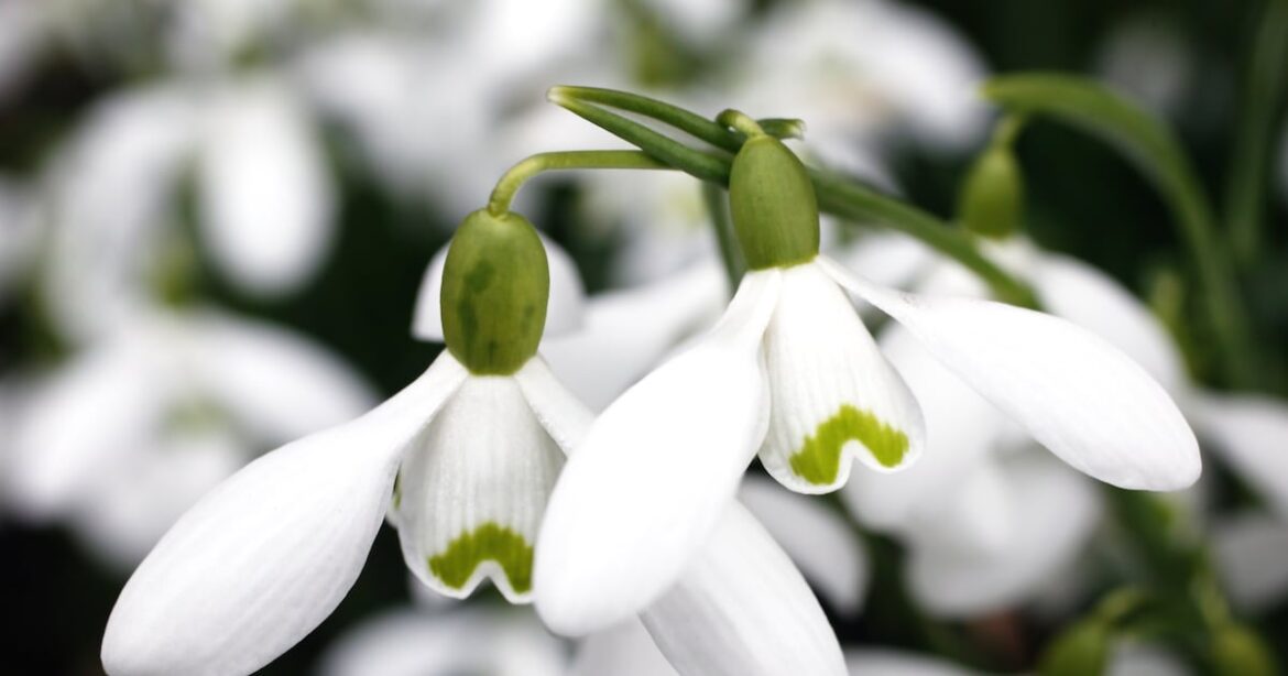 Is now the right time to share my snowdrops with friends? – The Irish Times Is now the right time to share my snowdrops with friends? – The Irish Times