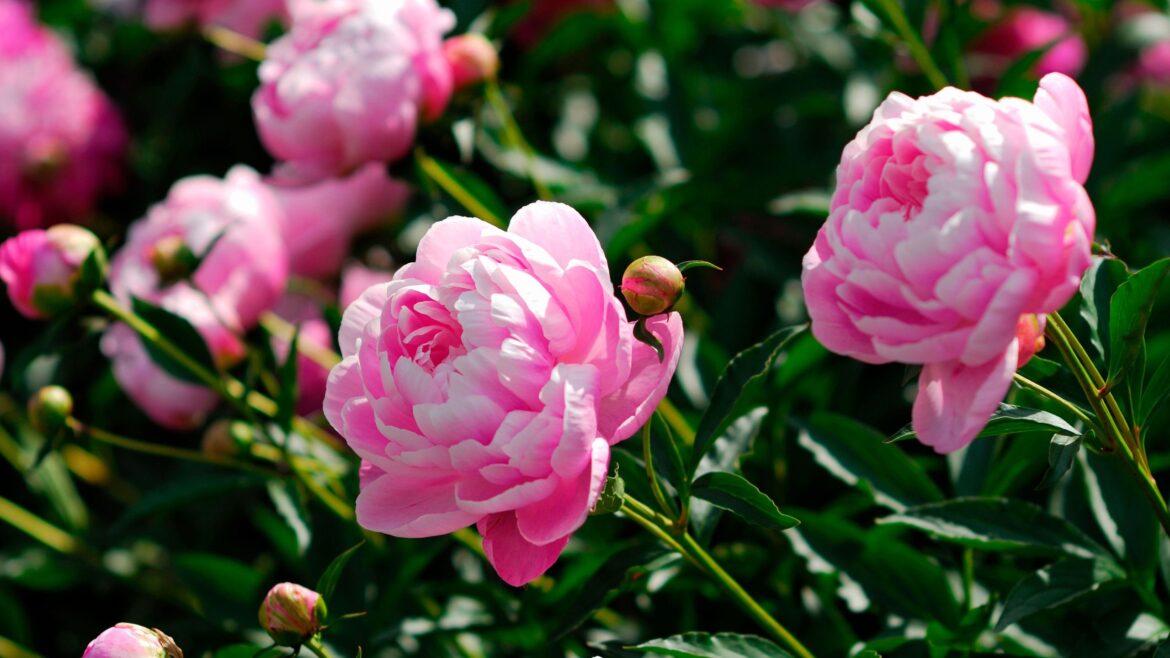 7 peony lookalikes that are just as stunning as the real thing What to do with peonies in April – 3 ways to vitalise the blooms