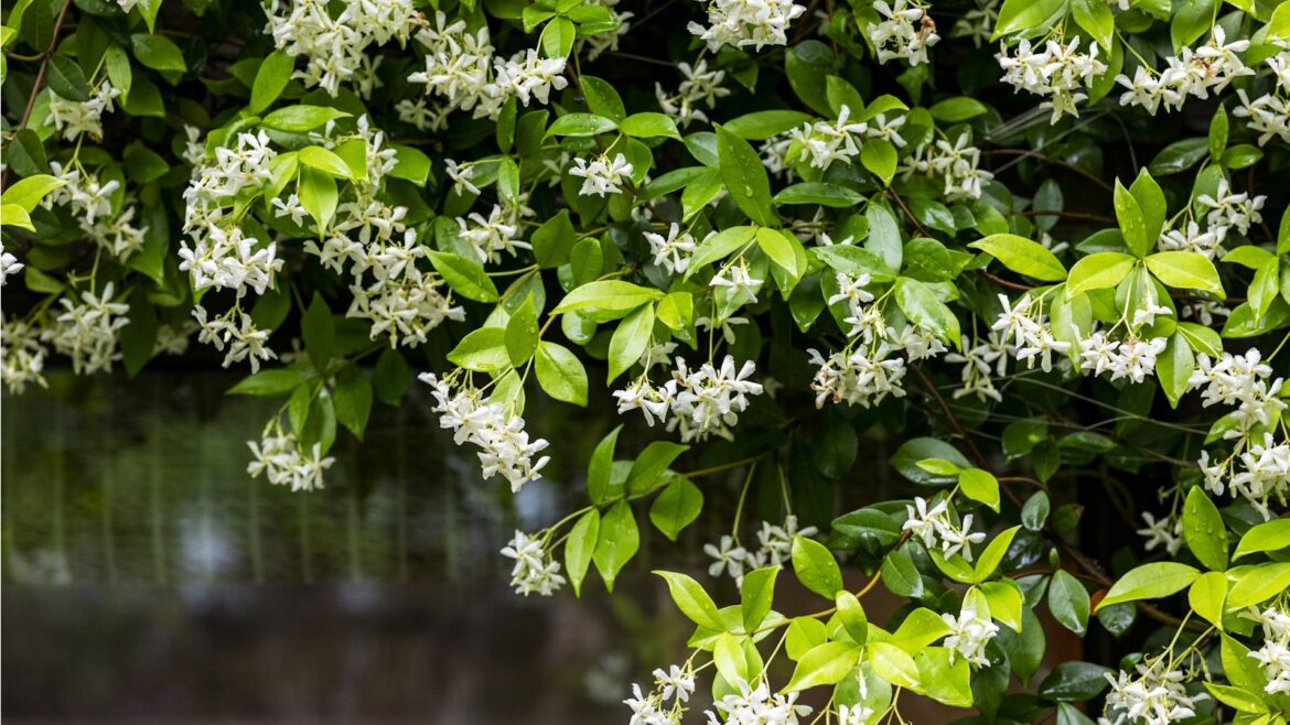 What Your Star Jasmine Plant Needs in April How to grow star jasmine