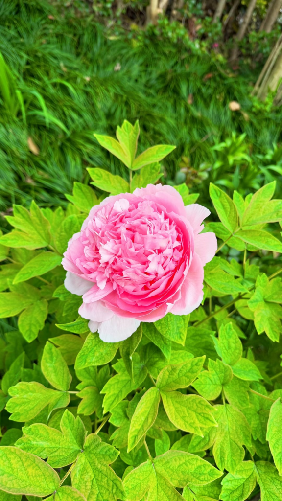 Vibrant peonies in my garden