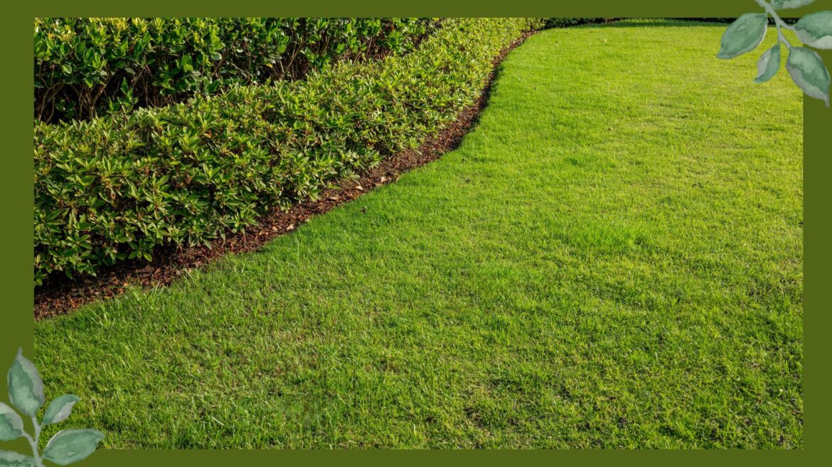 How to make grass greener according to garden experts picture of a grass lawn with a hedge border in a garden to support a guide on how to make grass greener