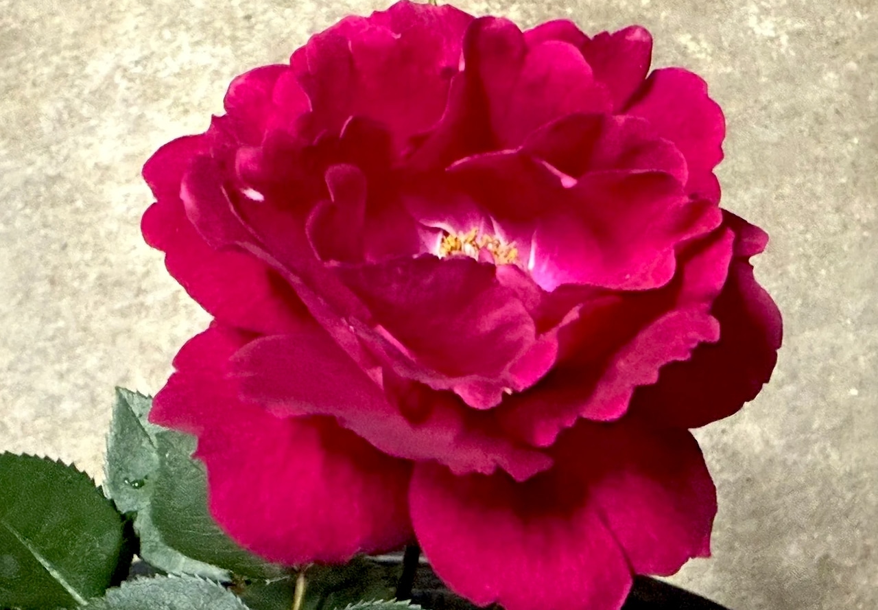 Rose Celeste Blue Sky