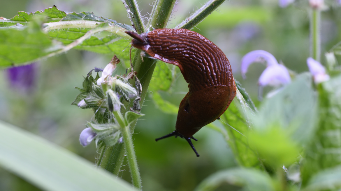 Spread this natural material in your garden to deter slugs