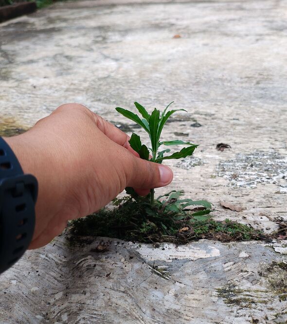 Plucking up weeds