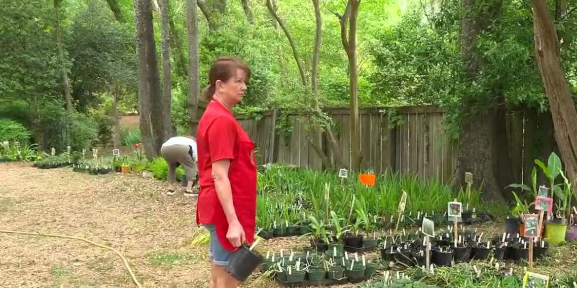 Metro Master Gardeners nurture plants for months ahead of annual fundraising sale