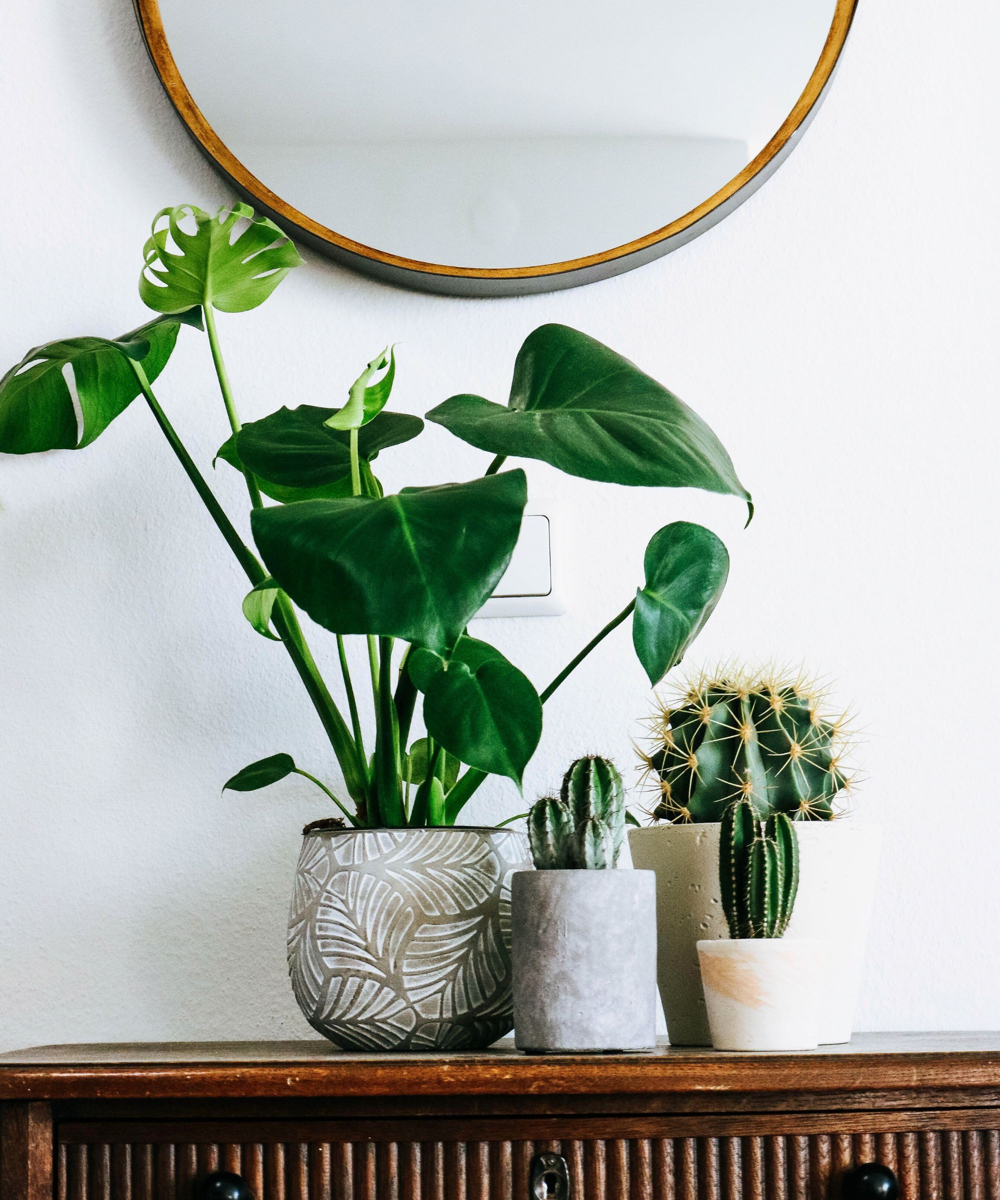 A green monstera plant with large leaves next to three small cacti