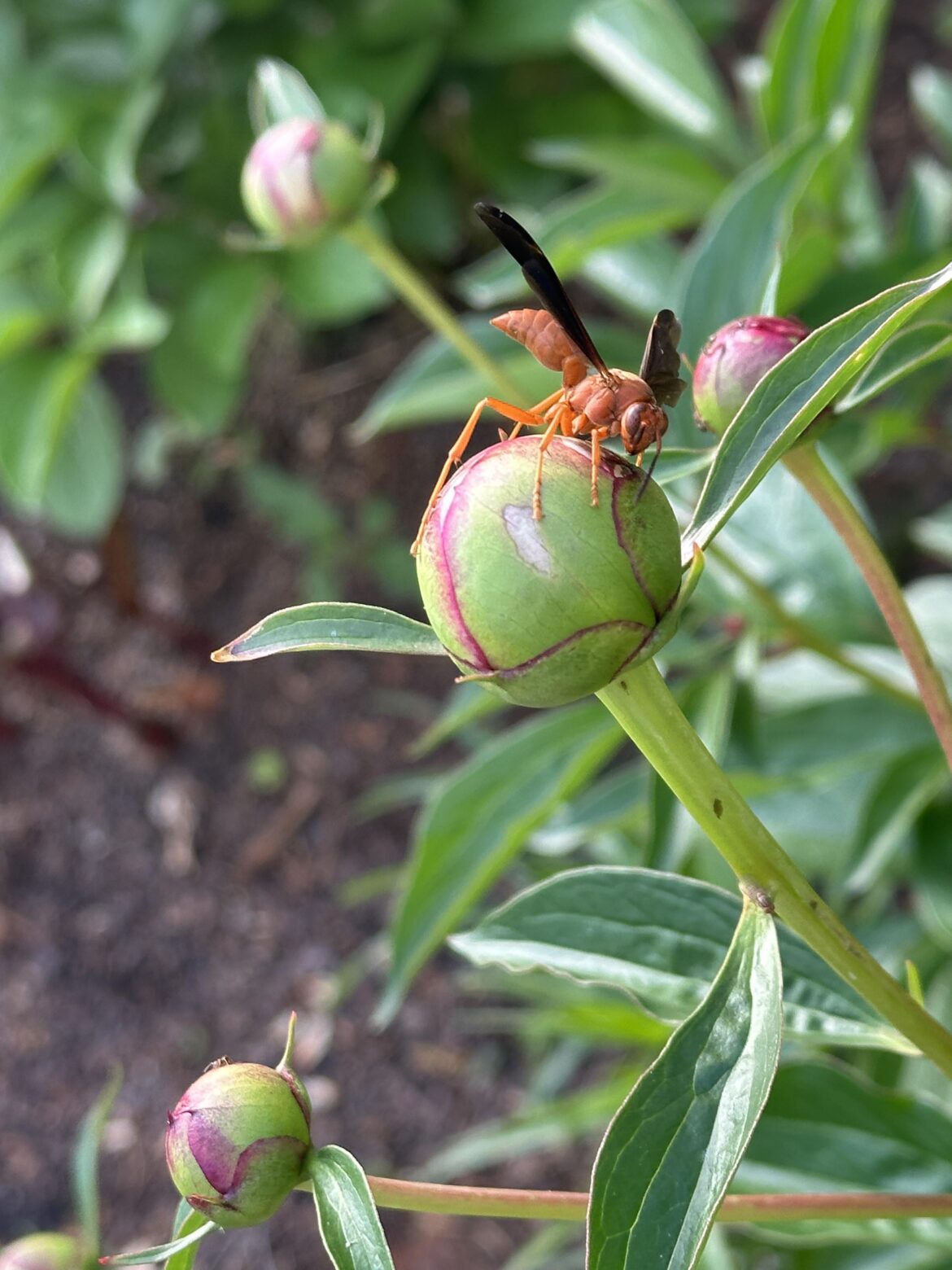 Wasp and Peonies