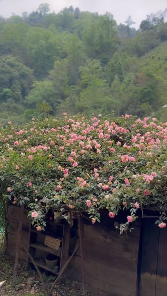 Went to aunt's flower farm project. The entrance view clouded with roses 😳🤭