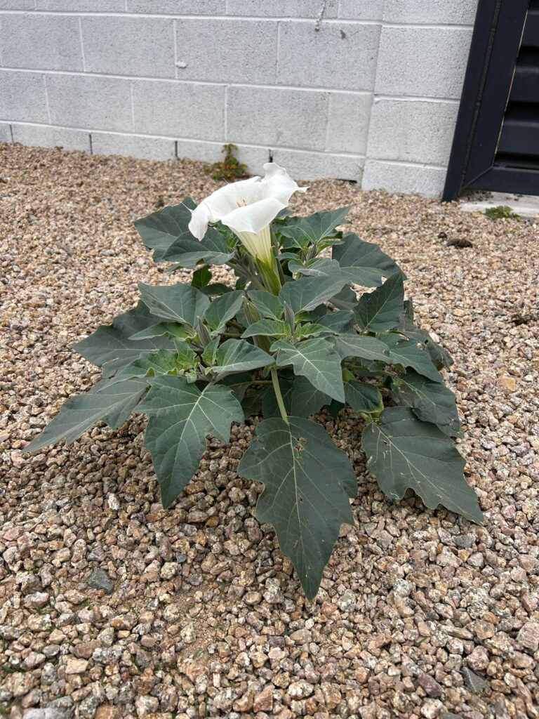 What is it ?