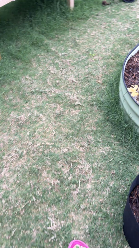 What is this strange fungus that took over my Marigold?