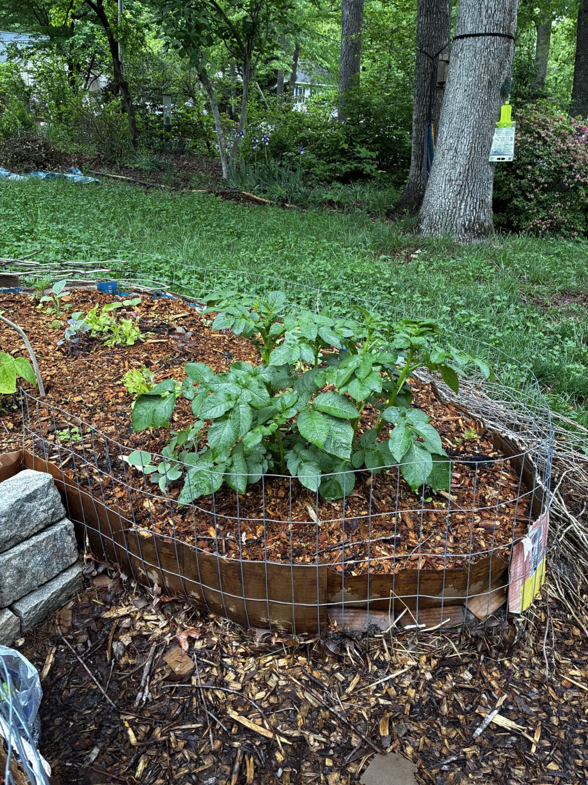 What should I do with this volunteer potato?! It never should have survived