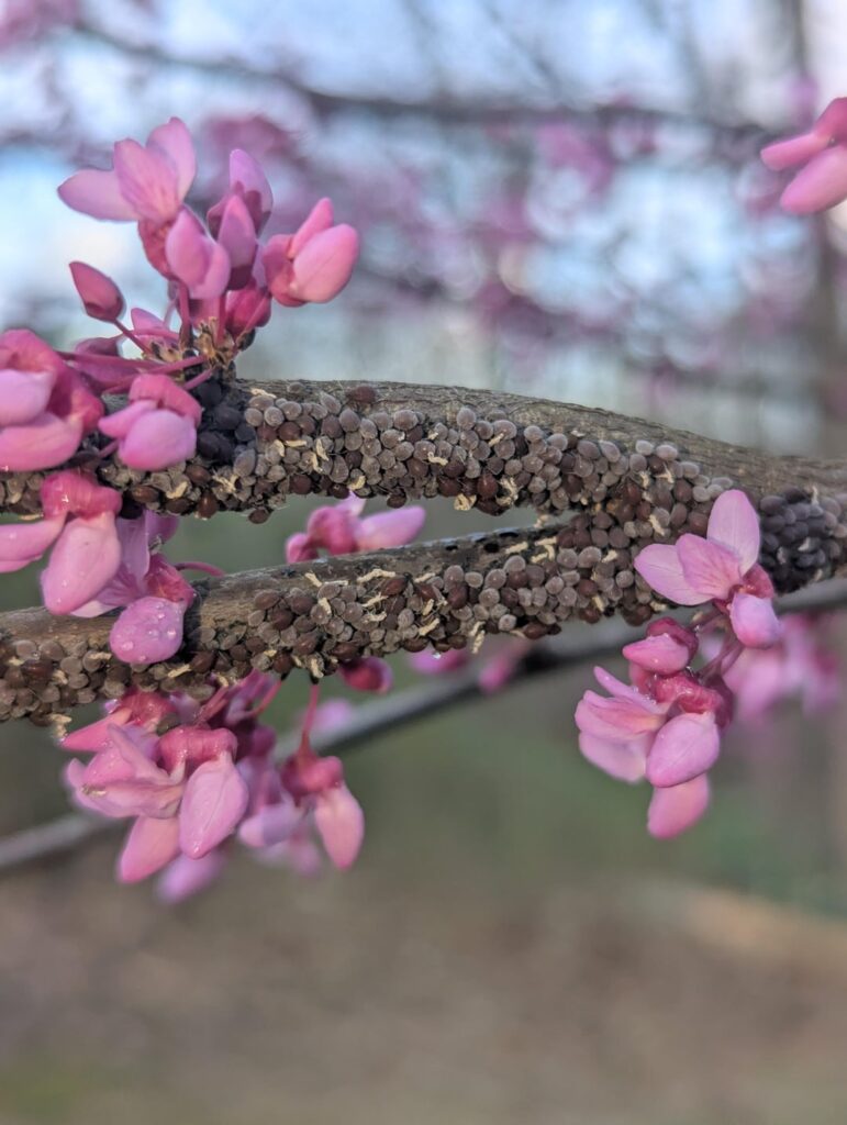 What's on my Eastern Red Bud?