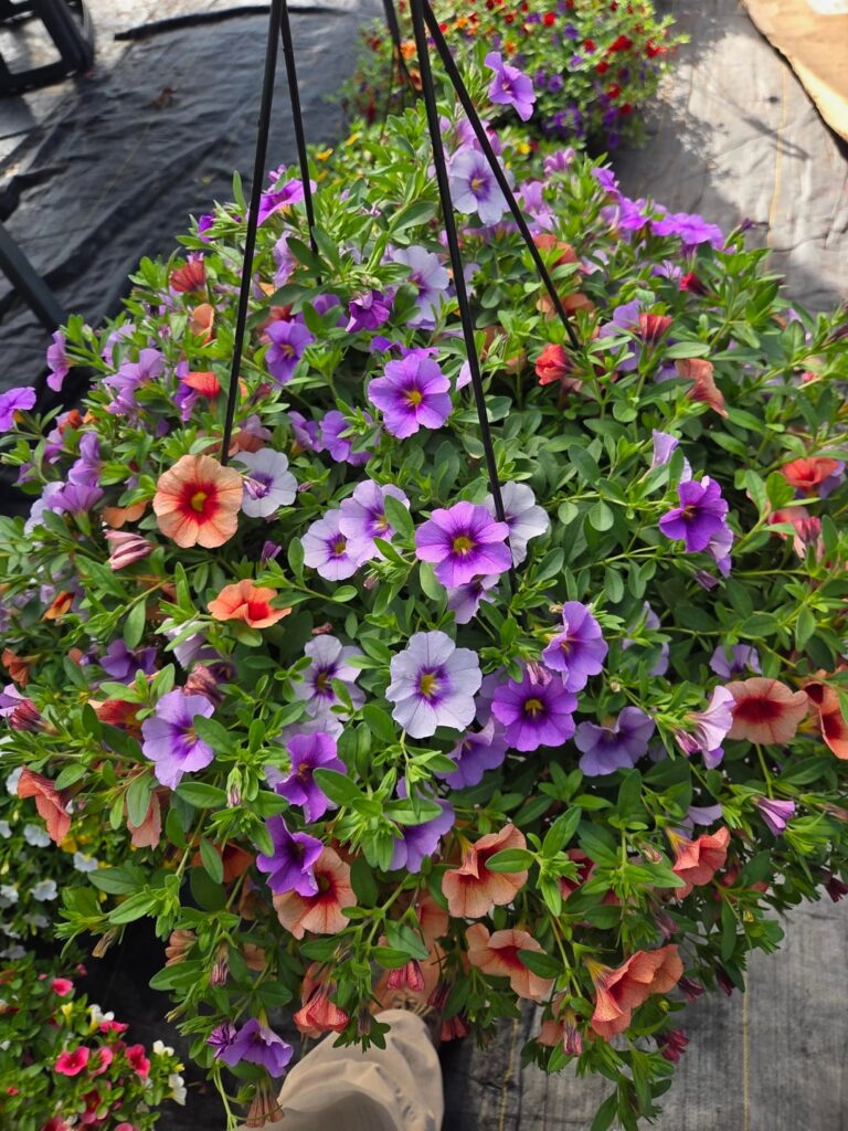 Which hanging basket is your favorite- grower seeking input Which hanging basket is your favorite- grower seeking input