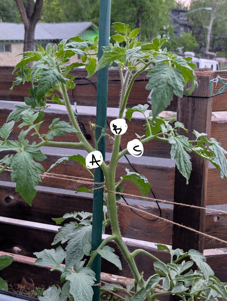 Who’s the (tomato) sucker? Who's the (tomato) sucker?