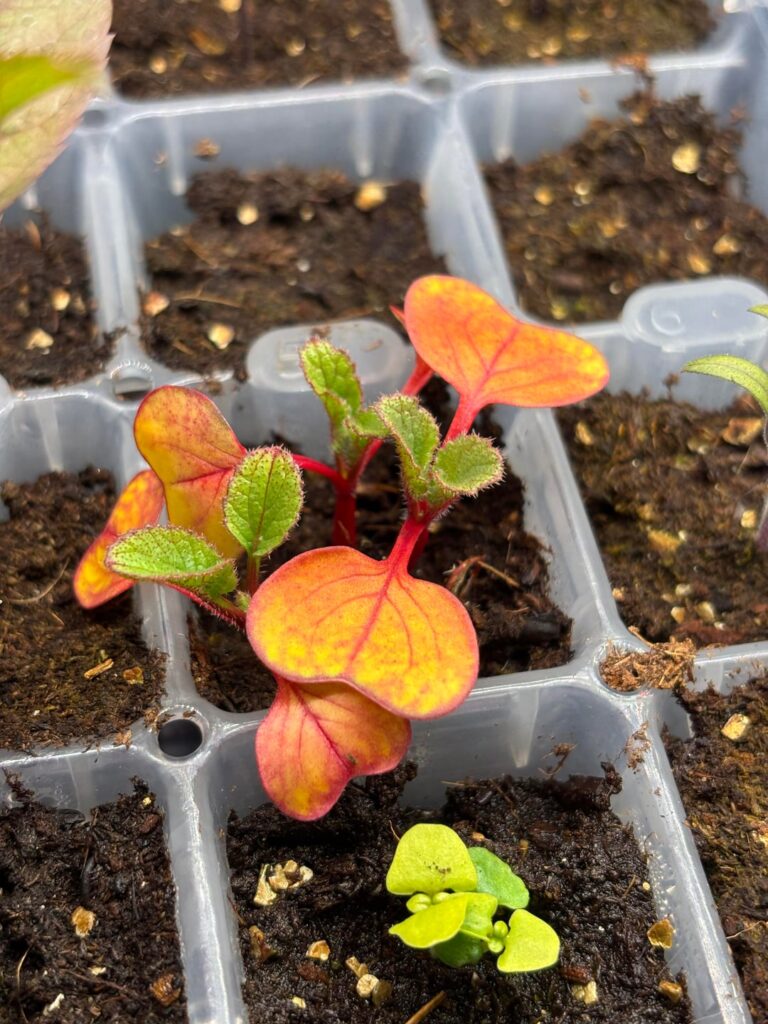 Why are my radish sprouts turning red?