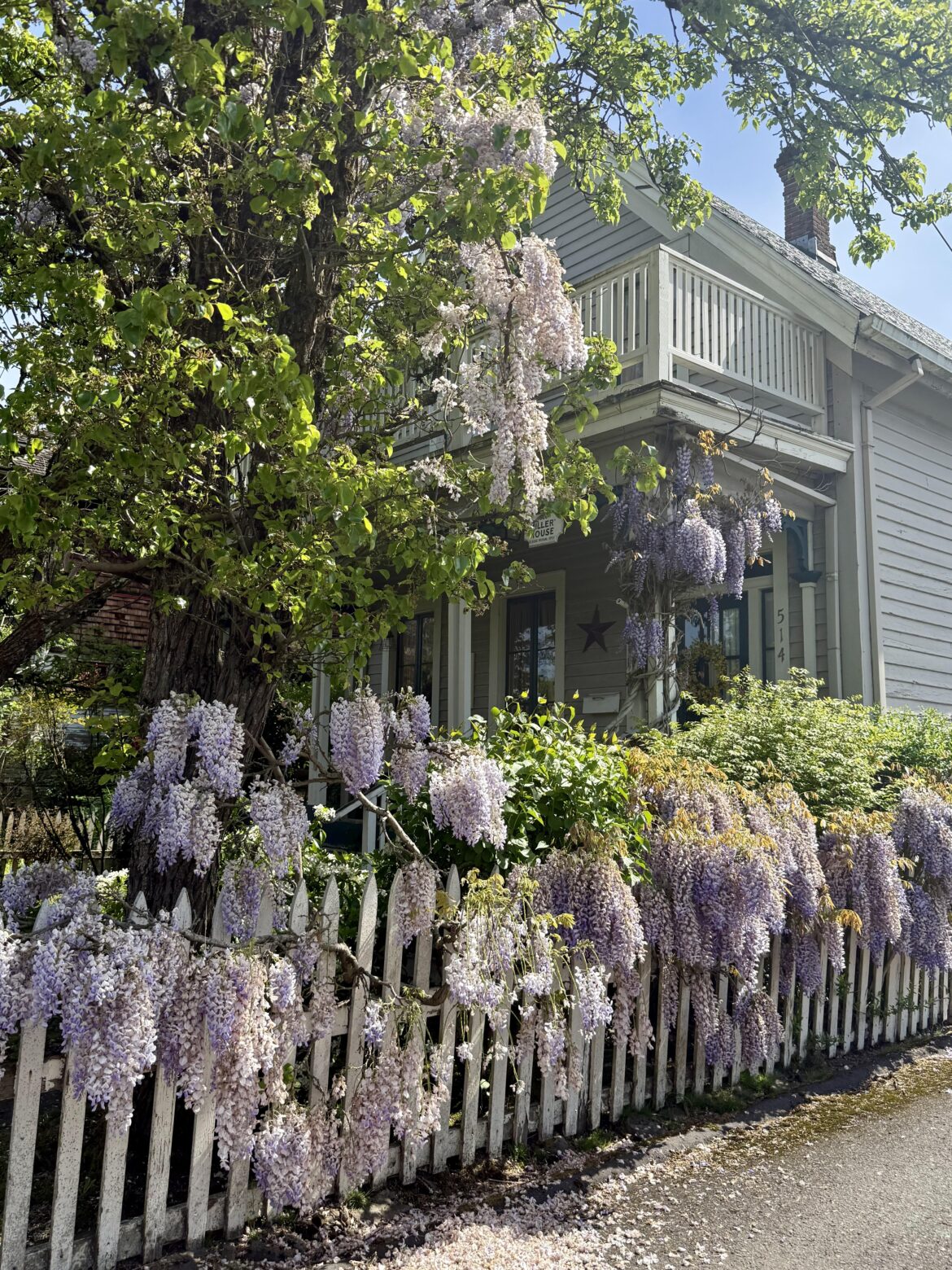 Wisteria in Oregon