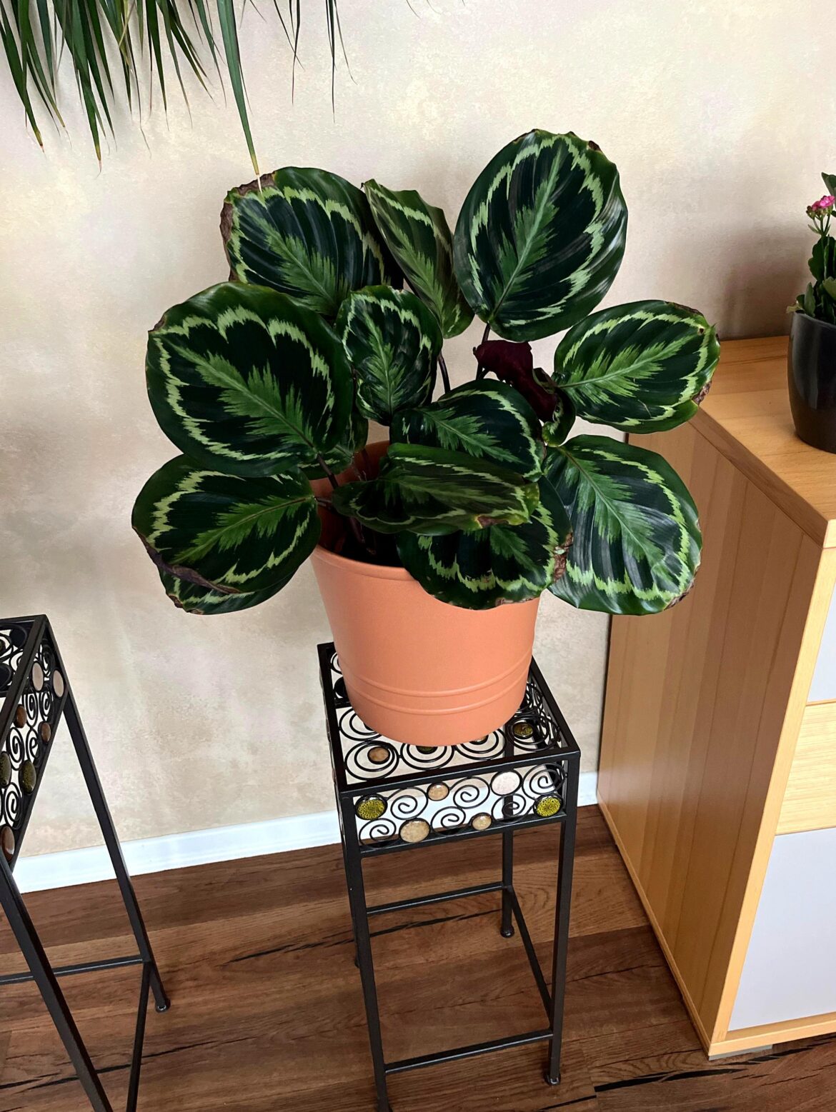 My mom’s roseoptica thriving under neglect…