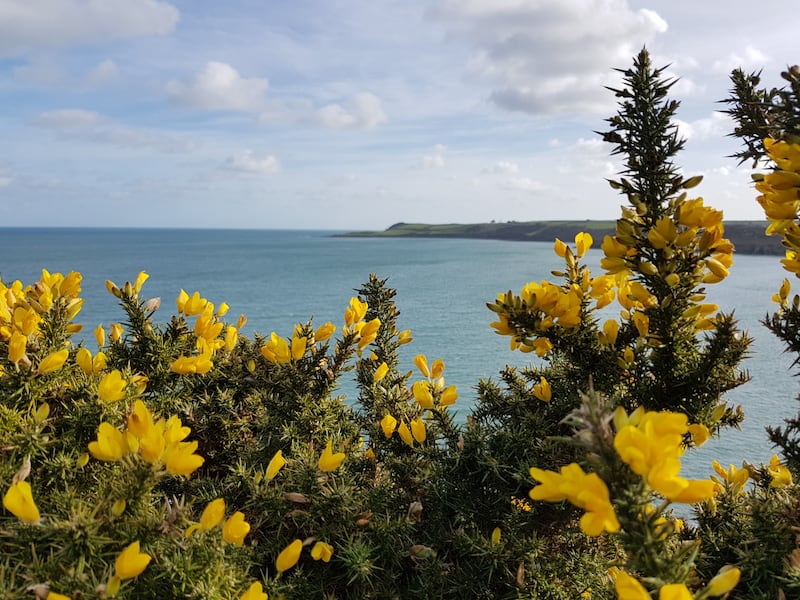 Gorse, Ulex europaeus, is ideal for exposed coastal gardens. Photograph: Getty Images