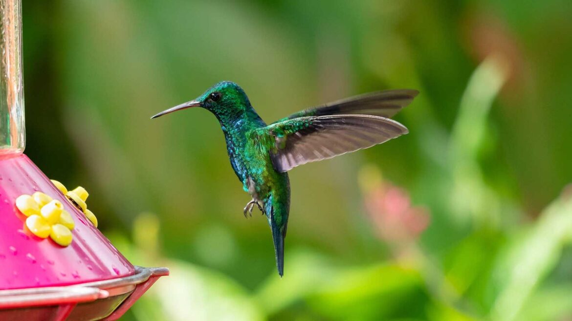 How to Keep Ants Out of Hummingbird Feeders: 6 Simple Fixes blue hummingbird and feeder